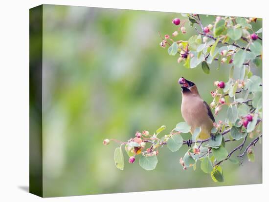 USA, Wyoming, Cedar Waxwing Eating Fruit from Serviceberry Shrub-Elizabeth Boehm-Stretched Canvas