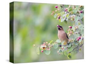 USA, Wyoming, Cedar Waxwing Eating Fruit from Serviceberry Shrub-Elizabeth Boehm-Stretched Canvas