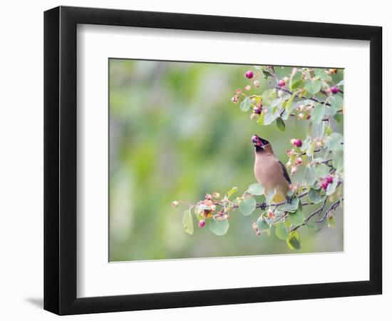 USA, Wyoming, Cedar Waxwing Eating Fruit from Serviceberry Shrub-Elizabeth Boehm-Framed Photographic Print