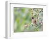 USA, Wyoming, Cedar Waxwing Eating Fruit from Serviceberry Shrub-Elizabeth Boehm-Framed Photographic Print