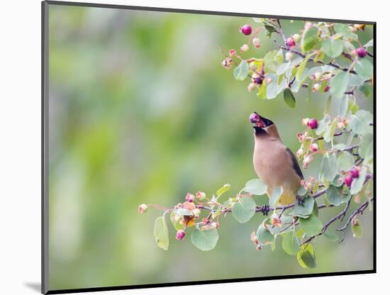 USA, Wyoming, Cedar Waxwing Eating Fruit from Serviceberry Shrub-Elizabeth Boehm-Mounted Photographic Print