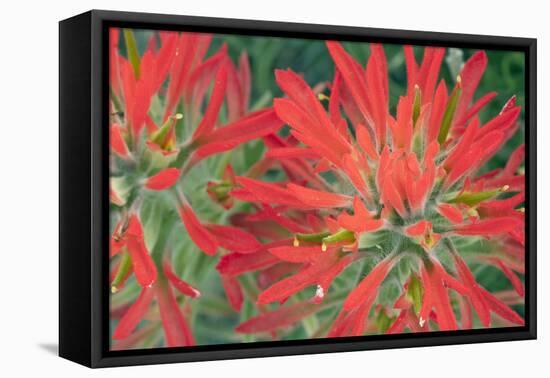 USA, Wyoming, Close Up of Desert Paintbrush Flowers-Elizabeth Boehm-Framed Stretched Canvas