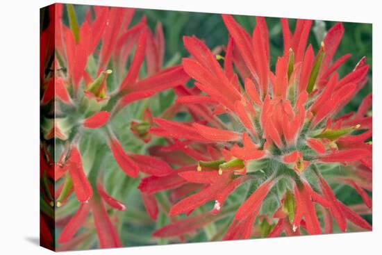 USA, Wyoming, Close Up of Desert Paintbrush Flowers-Elizabeth Boehm-Stretched Canvas