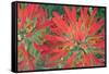 USA, Wyoming, Close Up of Desert Paintbrush Flowers-Elizabeth Boehm-Framed Stretched Canvas