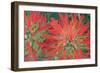 USA, Wyoming, Close Up of Desert Paintbrush Flowers-Elizabeth Boehm-Framed Photographic Print