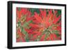 USA, Wyoming, Close Up of Desert Paintbrush Flowers-Elizabeth Boehm-Framed Photographic Print