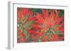 USA, Wyoming, Close Up of Desert Paintbrush Flowers-Elizabeth Boehm-Framed Photographic Print