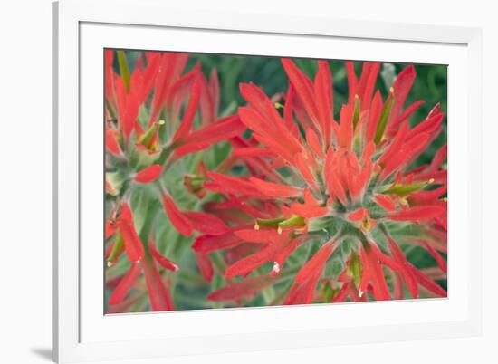 USA, Wyoming, Close Up of Desert Paintbrush Flowers-Elizabeth Boehm-Framed Photographic Print