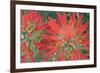 USA, Wyoming, Close Up of Desert Paintbrush Flowers-Elizabeth Boehm-Framed Photographic Print