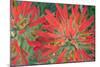 USA, Wyoming, Close Up of Desert Paintbrush Flowers-Elizabeth Boehm-Mounted Photographic Print