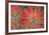 USA, Wyoming, Close Up of Desert Paintbrush Flowers-Elizabeth Boehm-Framed Photographic Print