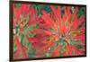 USA, Wyoming, Close Up of Desert Paintbrush Flowers-Elizabeth Boehm-Framed Photographic Print