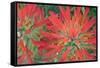 USA, Wyoming, Close Up of Desert Paintbrush Flowers-Elizabeth Boehm-Framed Stretched Canvas