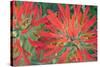 USA, Wyoming, Close Up of Desert Paintbrush Flowers-Elizabeth Boehm-Stretched Canvas