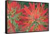 USA, Wyoming, Close Up of Desert Paintbrush Flowers-Elizabeth Boehm-Framed Stretched Canvas