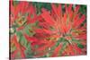 USA, Wyoming, Close Up of Desert Paintbrush Flowers-Elizabeth Boehm-Stretched Canvas