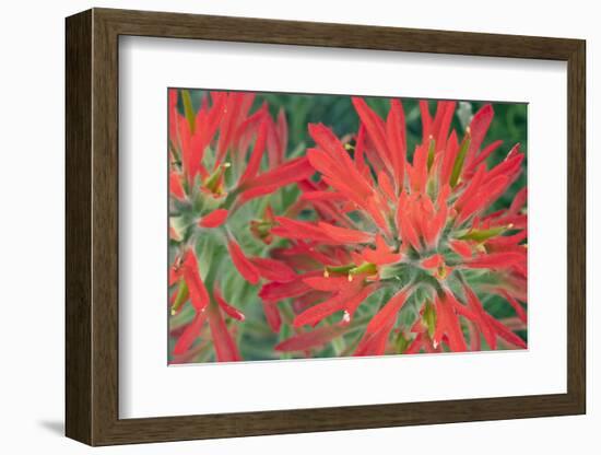 USA, Wyoming, Close Up of Desert Paintbrush Flowers-Elizabeth Boehm-Framed Photographic Print