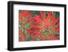 USA, Wyoming, Close Up of Desert Paintbrush Flowers-Elizabeth Boehm-Framed Photographic Print