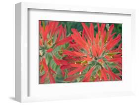 USA, Wyoming, Close Up of Desert Paintbrush Flowers-Elizabeth Boehm-Framed Photographic Print