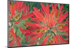 USA, Wyoming, Close Up of Desert Paintbrush Flowers-Elizabeth Boehm-Mounted Photographic Print