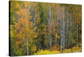 USA, Wyoming. Colorful Aspen, Grand Teton National Park.-Judith Zimmerman-Stretched Canvas