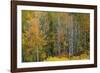 USA, Wyoming. Colorful Aspen, Grand Teton National Park.-Judith Zimmerman-Framed Photographic Print