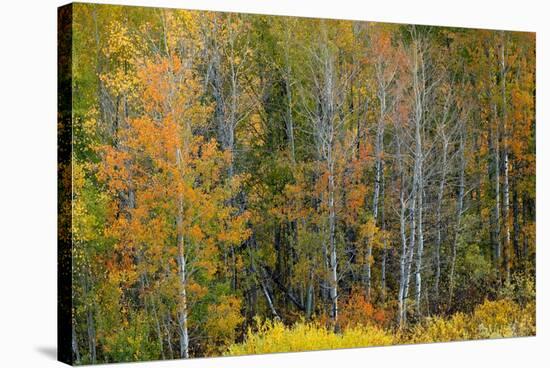 USA, Wyoming. Colorful Aspen, Grand Teton National Park.-Judith Zimmerman-Stretched Canvas