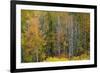 USA, Wyoming. Colorful Aspen, Grand Teton National Park.-Judith Zimmerman-Framed Photographic Print