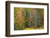 USA, Wyoming. Colorful Aspen, Grand Teton National Park.-Judith Zimmerman-Framed Photographic Print