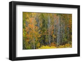 USA, Wyoming. Colorful Aspen, Grand Teton National Park.-Judith Zimmerman-Framed Photographic Print