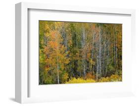 USA, Wyoming. Colorful Aspen, Grand Teton National Park.-Judith Zimmerman-Framed Photographic Print