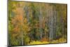 USA, Wyoming. Colorful Aspen, Grand Teton National Park.-Judith Zimmerman-Mounted Photographic Print