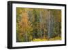 USA, Wyoming. Colorful Aspen, Grand Teton National Park.-Judith Zimmerman-Framed Photographic Print