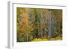 USA, Wyoming. Colorful Aspen, Grand Teton National Park.-Judith Zimmerman-Framed Photographic Print