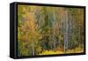 USA, Wyoming. Colorful Aspen, Grand Teton National Park.-Judith Zimmerman-Framed Stretched Canvas