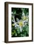 USA, Wyoming. Columbine wildflowers, Grand Teton National Park.-Judith Zimmerman-Framed Photographic Print