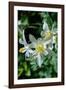 USA, Wyoming. Columbine wildflowers, Grand Teton National Park.-Judith Zimmerman-Framed Photographic Print