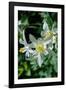 USA, Wyoming. Columbine wildflowers, Grand Teton National Park.-Judith Zimmerman-Framed Photographic Print