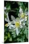 USA, Wyoming. Columbine wildflowers, Grand Teton National Park.-Judith Zimmerman-Mounted Photographic Print