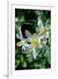 USA, Wyoming. Columbine wildflowers, Grand Teton National Park.-Judith Zimmerman-Framed Photographic Print