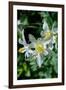 USA, Wyoming. Columbine wildflowers, Grand Teton National Park.-Judith Zimmerman-Framed Photographic Print