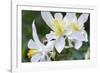 USA, Wyoming. Columbine wildflowers, Grand Teton National Park.-Judith Zimmerman-Framed Photographic Print