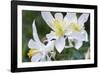 USA, Wyoming. Columbine wildflowers, Grand Teton National Park.-Judith Zimmerman-Framed Photographic Print