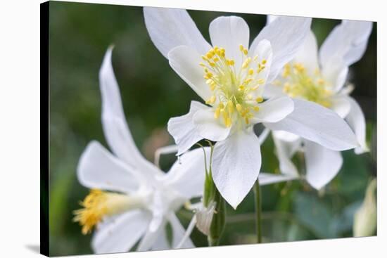 USA, Wyoming. Columbine wildflowers, Grand Teton National Park.-Judith Zimmerman-Stretched Canvas