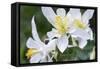 USA, Wyoming. Columbine wildflowers, Grand Teton National Park.-Judith Zimmerman-Framed Stretched Canvas