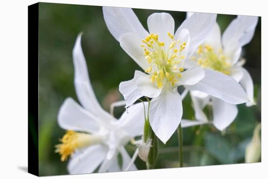 USA, Wyoming. Columbine wildflowers, Grand Teton National Park.-Judith Zimmerman-Stretched Canvas