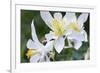 USA, Wyoming. Columbine wildflowers, Grand Teton National Park.-Judith Zimmerman-Framed Photographic Print