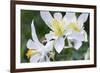 USA, Wyoming. Columbine wildflowers, Grand Teton National Park.-Judith Zimmerman-Framed Photographic Print