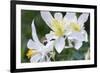 USA, Wyoming. Columbine wildflowers, Grand Teton National Park.-Judith Zimmerman-Framed Photographic Print