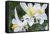 USA, Wyoming. Columbine wildflowers, Grand Teton National Park.-Judith Zimmerman-Framed Stretched Canvas